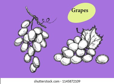 Grapes set. Hand drawn fruit  Can be used for vegan products, brochures, banner, restaurant menu, farmers market and organic food store