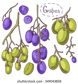 Grapes, set of vector color images.