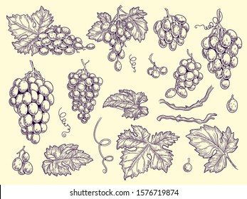 Grapes set. Vineyard collection wine grapes and leaves vector engraving graphic pictures for restaurant menu