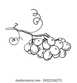 Grapes sketch hand drawn . Wine vine close up outline, leaves, berries. Black and white clip art isolated on white background. Antique vintage illustration for design, logo wine