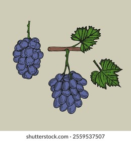 Grapes sketch outline illustration set in color. Simple doodle drawing in engraving style. Hand drawn vector line art clipart