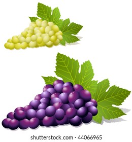 Grapes stock - vector illustration