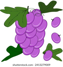 Grapes, Thai fruit, vector illustration set of Thai fruits.