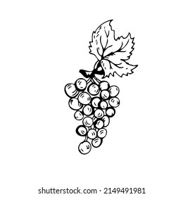 Grapes thin black lines on a white background - Vector illustration