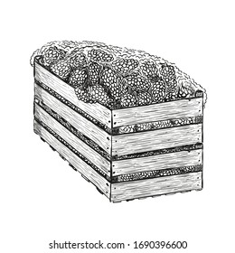 Uvas en dos cajas de madera unas sobre otras. Ilustración vectorial en estilo de esbozo aislada en blanco