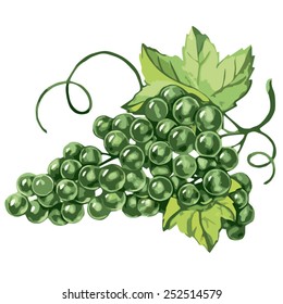 Grapes. Vector 1. Bunch  of green grapes. White background. Vector illustration.