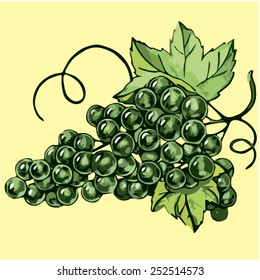 Grapes. Vector 2. Bunch of green grapes. Yellow background. Vector illustration.