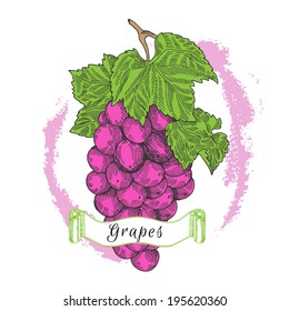 Grapes vector