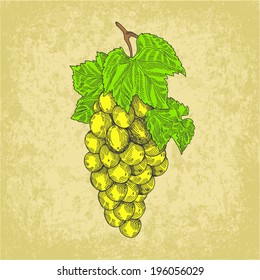 Grapes vector 
