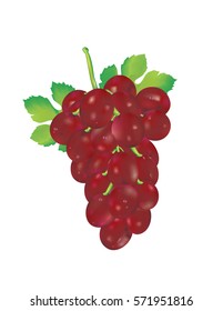 grapes vector