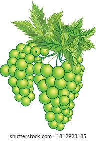 Vectores de uvas Arte e ilustración