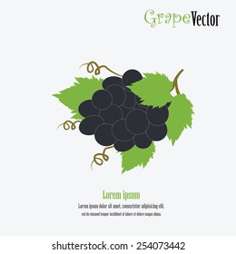 Grapes. Vector . Bunch of black grapes . Vector illustration