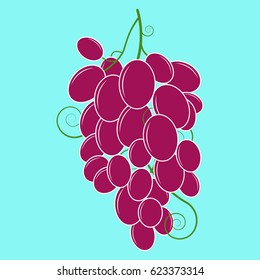 Grapes. Vector of a bunch of grapes. Hand drawn bunch of grapes.