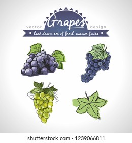 Grapes. Vector hand drawn collection of sketch fresh fruits illustration. Isolated