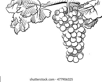Grapes Vector Hand drawn Sketch, with Leaves, Floral Background