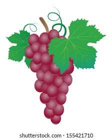 Grapes. Vector illustration.