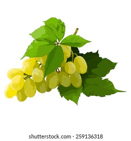 grapes, vector illustration