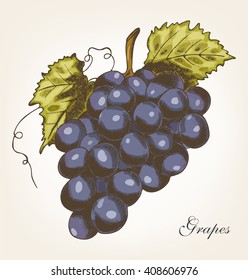 Grapes, vector illustration