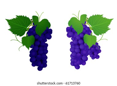 grapes, vector illustration