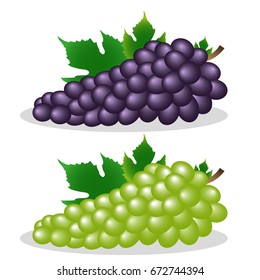 Grapes, vector illustration. A bunch of grapes, green and purple varieties.