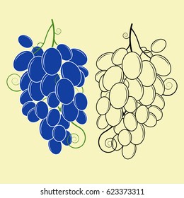 Grapes. Vector illustration of a bunch of grapes. Hand drawn bunch of grapes.