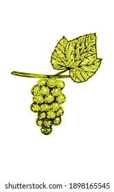 Grapes, vector illustration, bunch of grapes with leaf, sketch