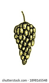 Uvas, ilustración vectorial, racimo de uvas con hoja, boceto