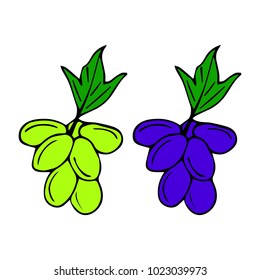 Grapes vector illustration. Doodle style. Design, print, decor, textile, paper