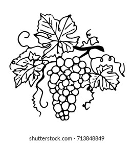 Grapes vector illustration. Doodle style. Design icon, print, logo, poster, symbol, decor, textile, paper, card. 