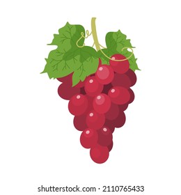 Ilustración vectorial de uvas aisladas en fondo blanco.