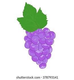 Grapes. Vector illustration isolated on white background.