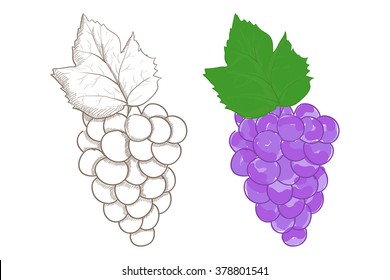 Grapes. Vector illustration isolated on white background.