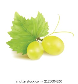 Grapes Vector illustration. Grapes leaf