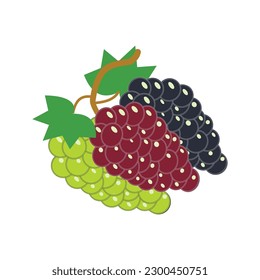 grapes vector Illustration of three green grapes, red grapes, black grapes