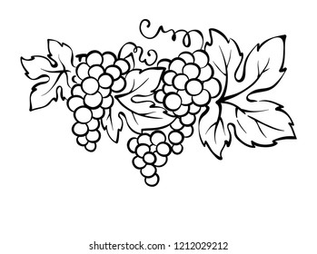 Grapes / Vector illustration, vintage design element