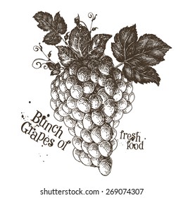 grapes vector logo design template. fruit or fresh food icon.