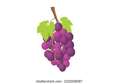 Grapes. Vector of grapes on a tree branch. Illustration of purple fruits from tropical plants