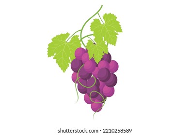 Grapes. Vector of grapes on a tree branch. Illustration of purple fruits from tropical plants