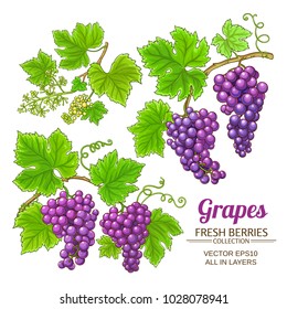 grapes vector set