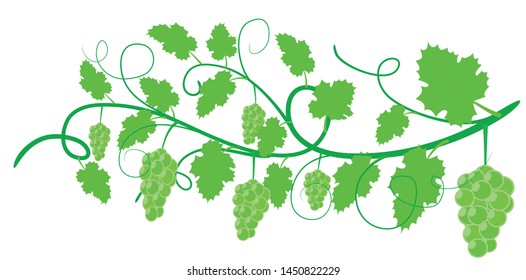 grapes vector, vine with stem and leaf vector for wallpaper
