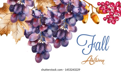 Grapes vector watercolor. Autumn fall harvest background