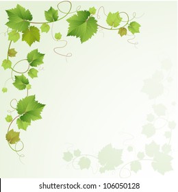 Grapes Vine Background