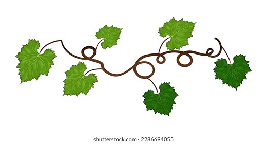 Grapes vine background with its branches and leaves.