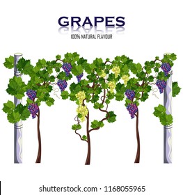 Grapes vine isolated on white Vector. Growing harvests