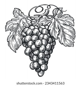 Uvas y hojas de vid. Grapevina dibujada al estilo de grabado vintage. Ilustración vectorial de boceto de frutas