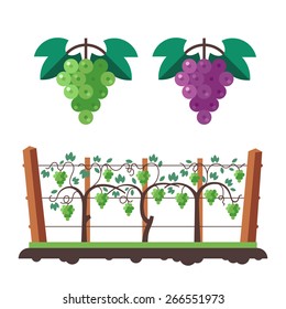 Grapes And Vineyard. Flat Vector Illustration.