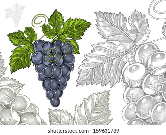 Grapes in vintage engraved style   Vector illustration, isolated, grouped, transparent background. It easy to change the size and colors. All elements are separated