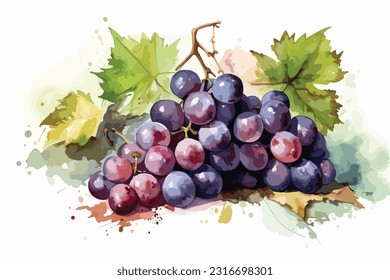 Grapes watercolor painting white background.