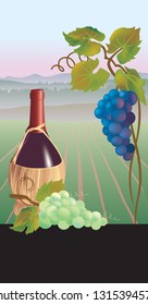 Grapes and wine bottle over vine field vector illustration