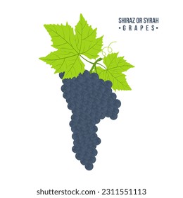 Grapes for winemaking in flat style isolated on white background. Shiraz or Syrah grapes with leaves. French variety grapes makes a very good wine. Cartoon style vector illustration